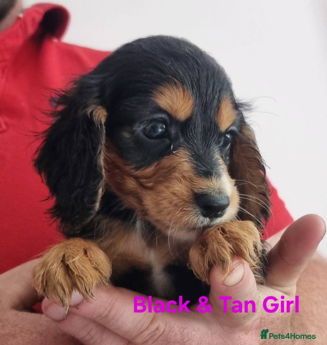 Cocker Spaniel dogs for sale: Working Cocker Spaniels Ready Now - Image 3