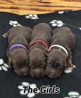 Sprocker dogs Fully Health Tested Sprocker Spaniel Puppies - Advert 16