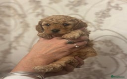 Shihpoo dogs for sale: F1b Shihpoo Puppies - 2 boys, 3 girls  - Advert 11