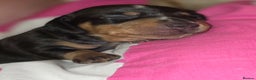 Miniature Dachshund dogs for sale: Miniature Dachshunds  - Advert 3