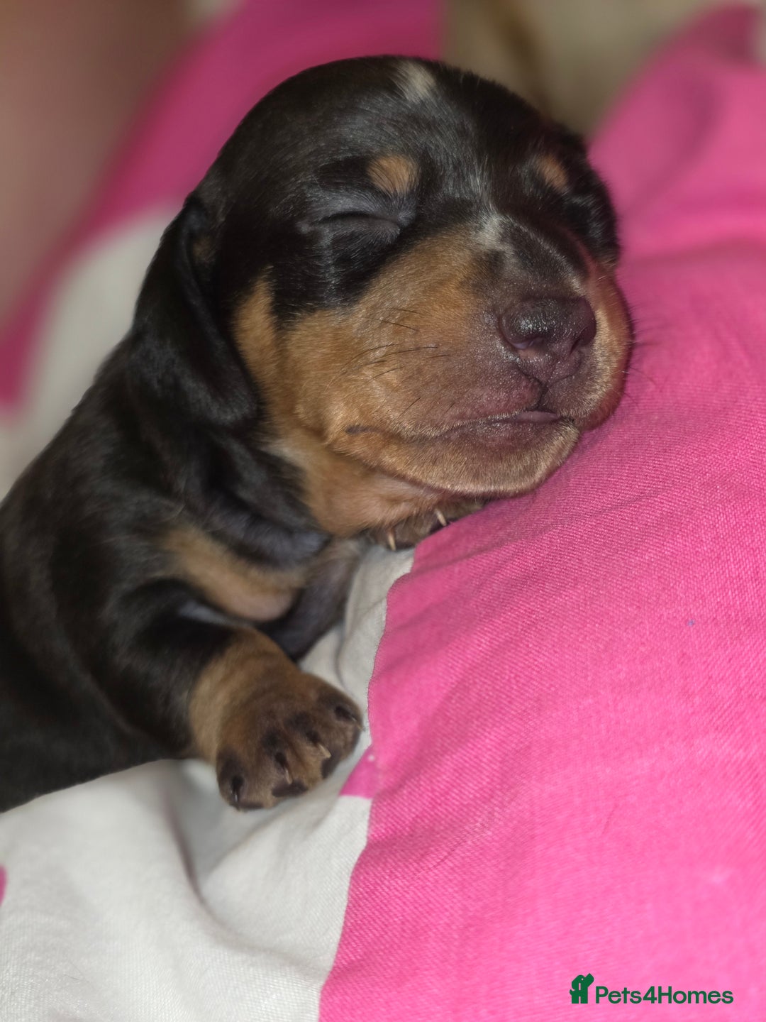 Miniature Dachshund dogs for sale: Miniature Dachshunds  - Advert 3