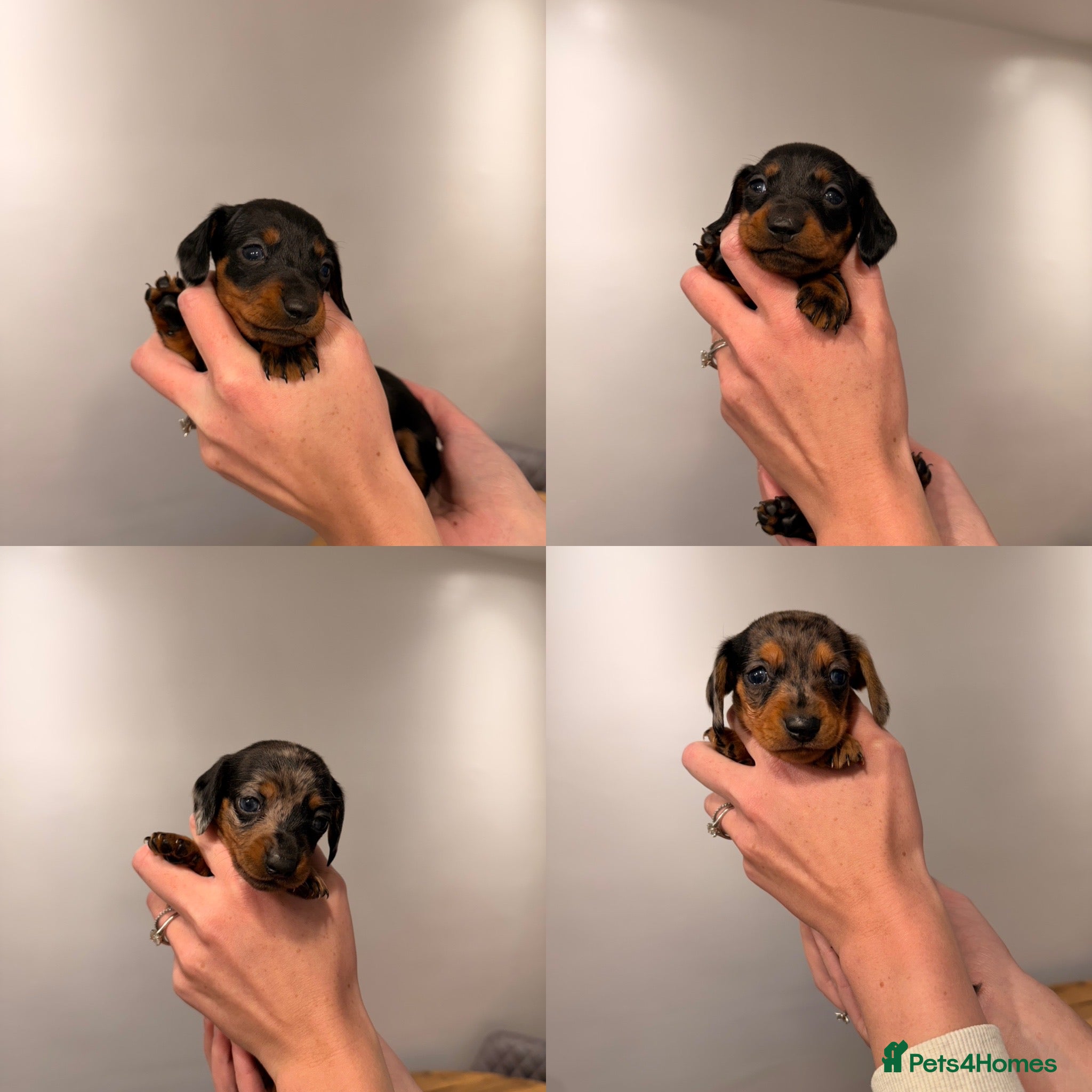 Miniature Dachshund dogs Mixed Coat Miniature Dachshund Puppies – 4th July - Advert 15