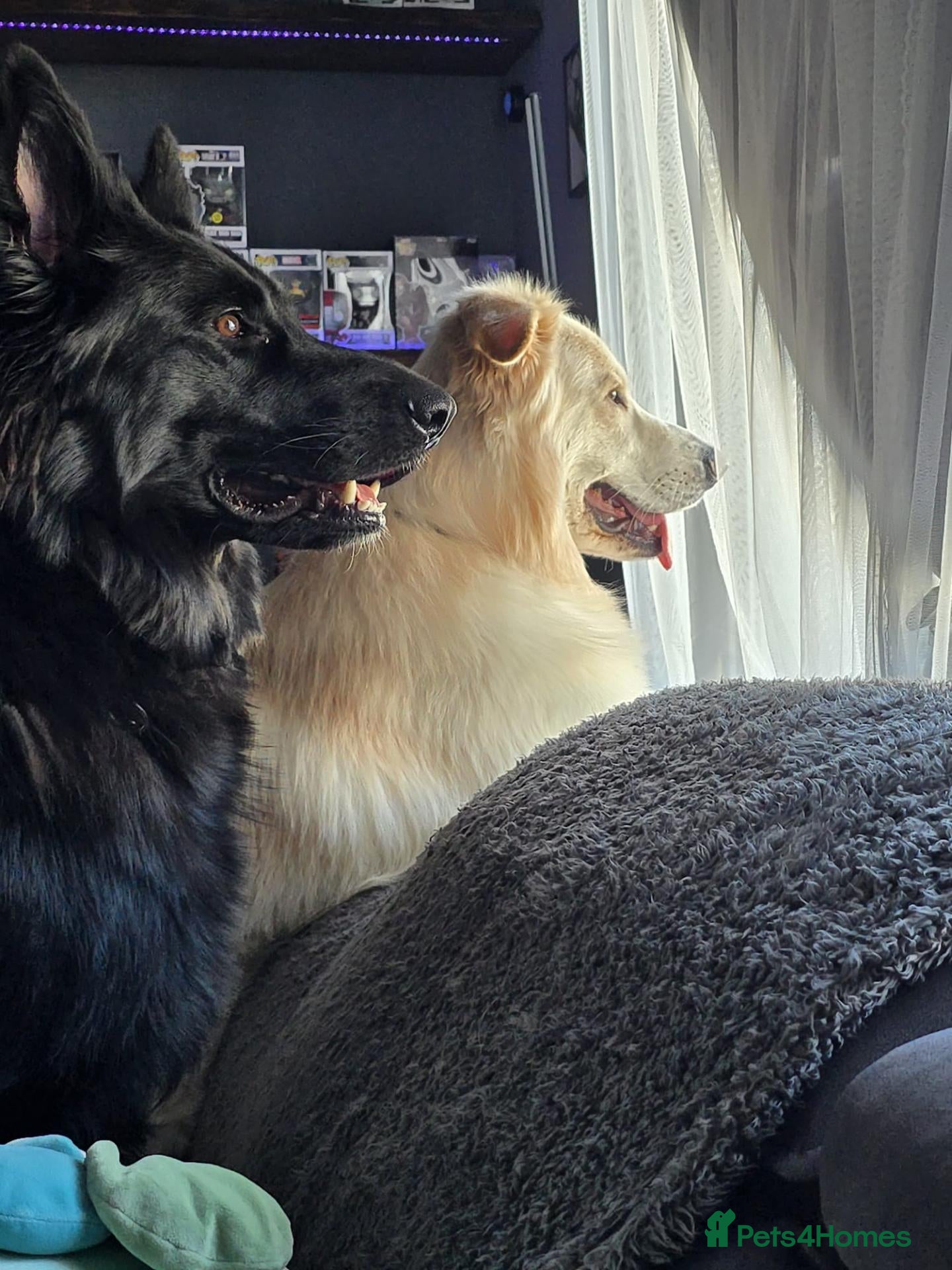 German Shepherd dogs This is a presale post for now  - Advert 18