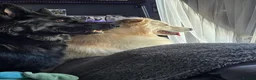 German Shepherd dogs for sale: This is a presale post for now  - Advert 1