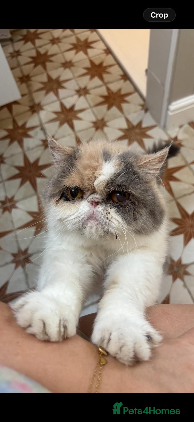 Exotic cats Beautiful Loving Exotic Female Pedegree - Advert 2