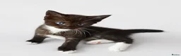 Maine Coon cats for sale: Mainecoon x babies ready now - Advert 5