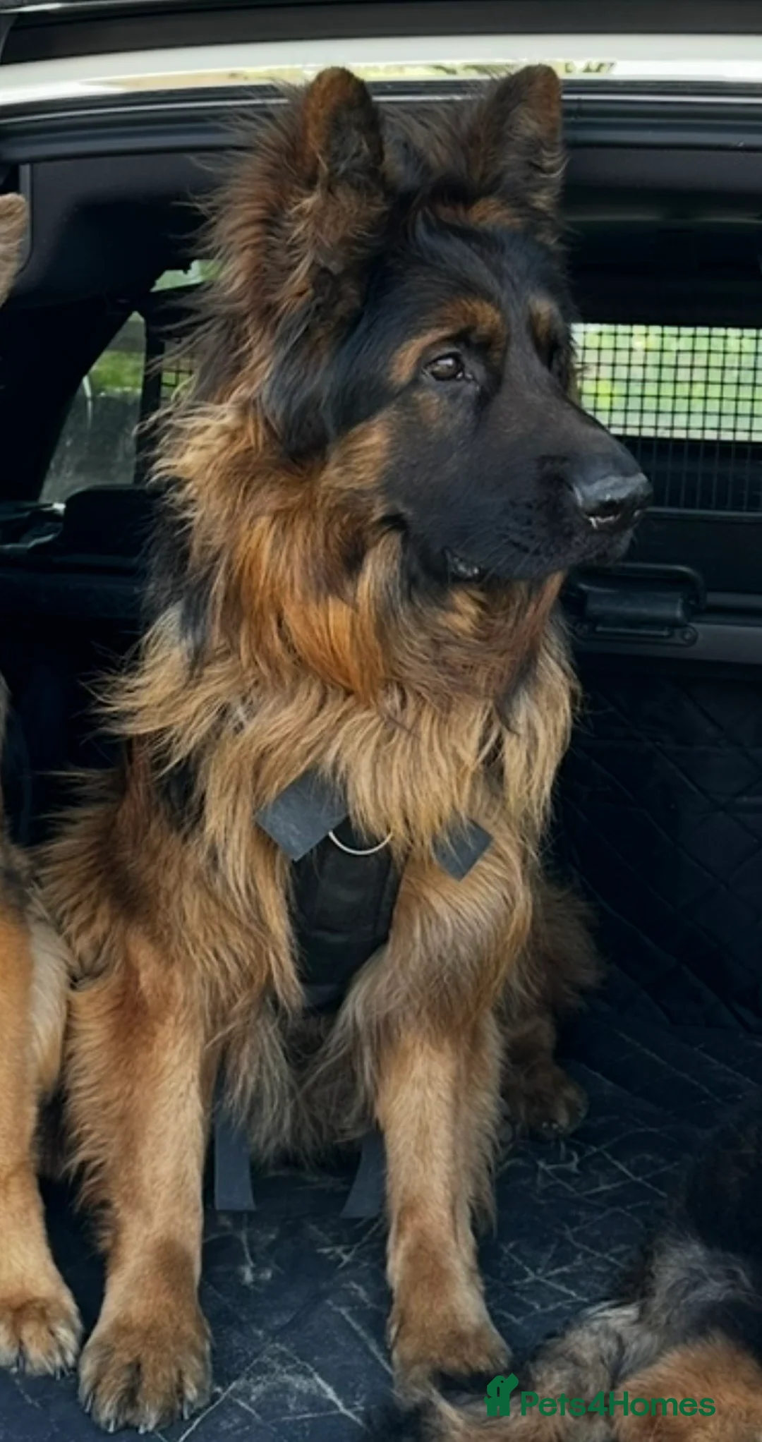 German Shepherd dogs for sale: Outstanding 3 year old KC reg male  - Advert 6