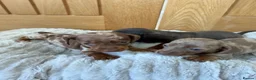 Miniature Dachshund dogs for sale: Miniature dachshund puppies  - Advert 7