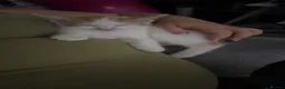 Mixed Breed cats for sale: Male Kitten  - Advert 3