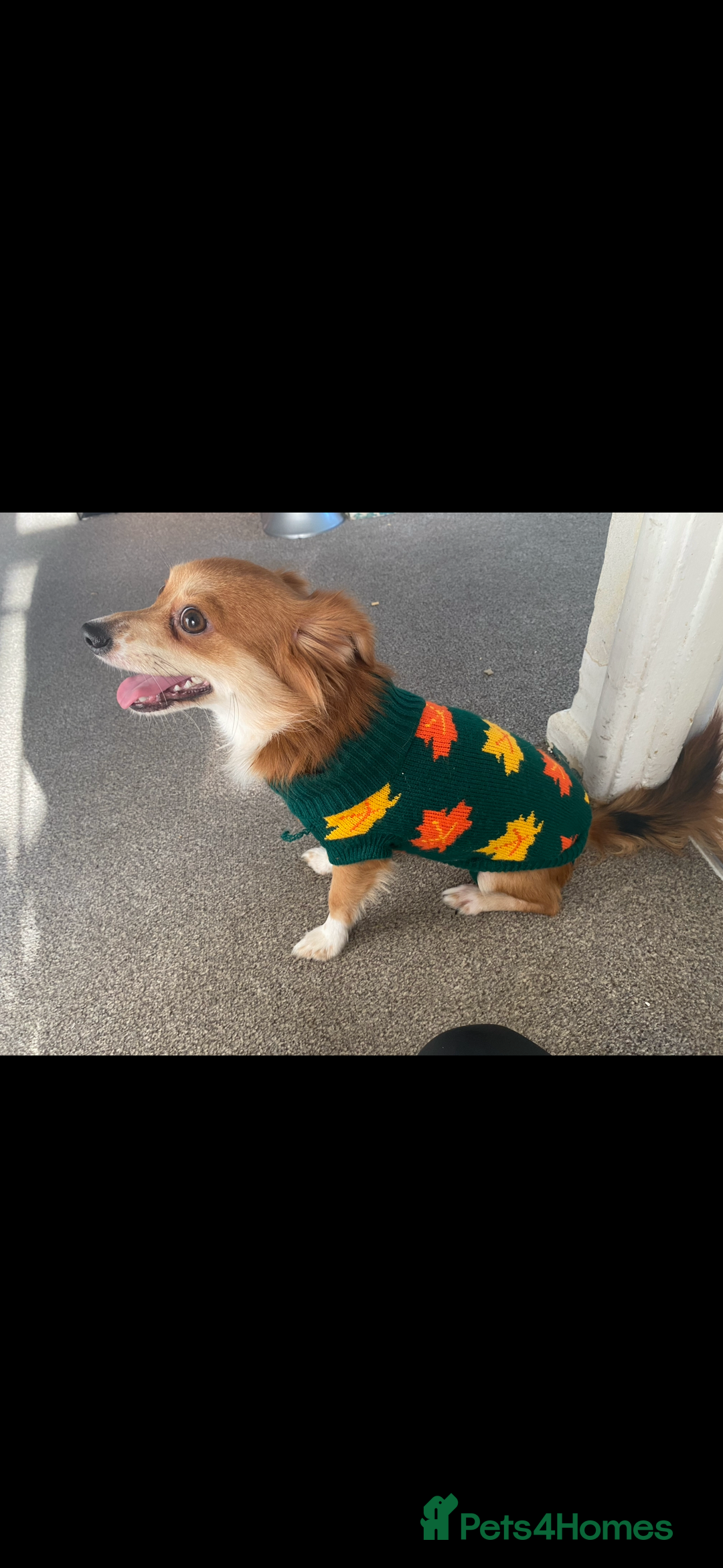 Mixed Breed dogs for sale: 3 Year old jack Russel needing new home  - Advert 2