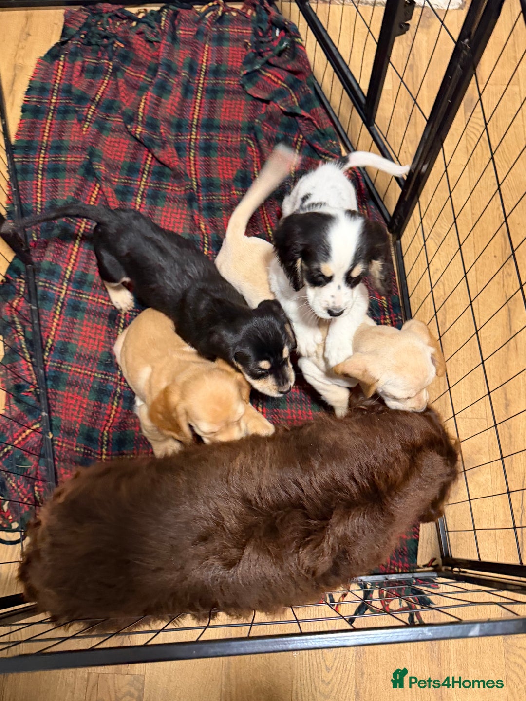 Cocker Spaniel dogs for sale: Stunning Cocker Spaniel Puppies. Now ready.  - Advert 2