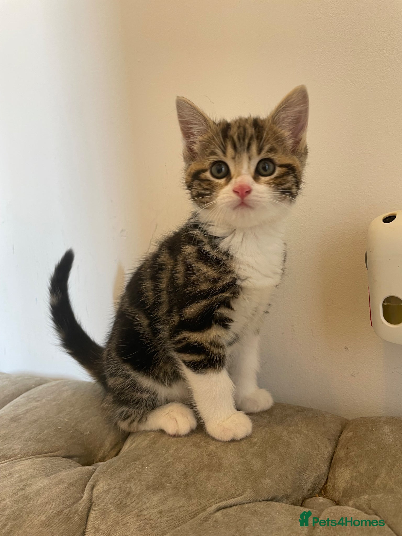 Mixed Breed cats Kittens ready for forever homes now  - Advert 1