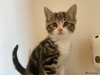 Mixed Breed cats Kittens ready for forever homes now - Advert 1