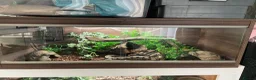 Mixed Breed reptiles for sale: 2 geckos 3 snakes  - Advert 3