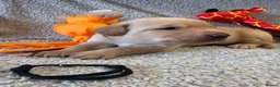 Labrador Retriever dogs for sale: 🐾1 Stunning Labrador Puppy left 👀 🏡 🐾 - Advert 30