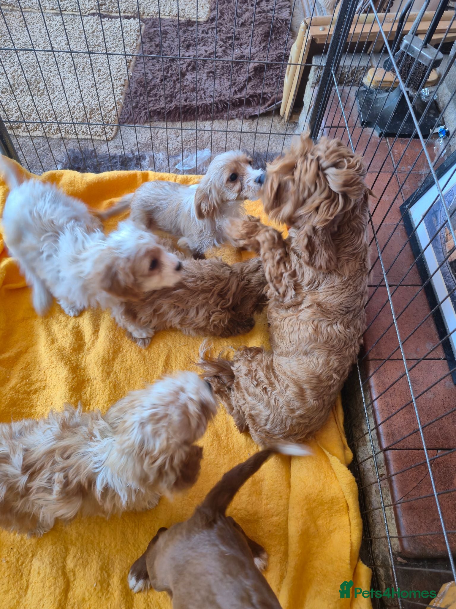Cavapoo dogs Beautiful Cavapoo Puppies  - Advert 2