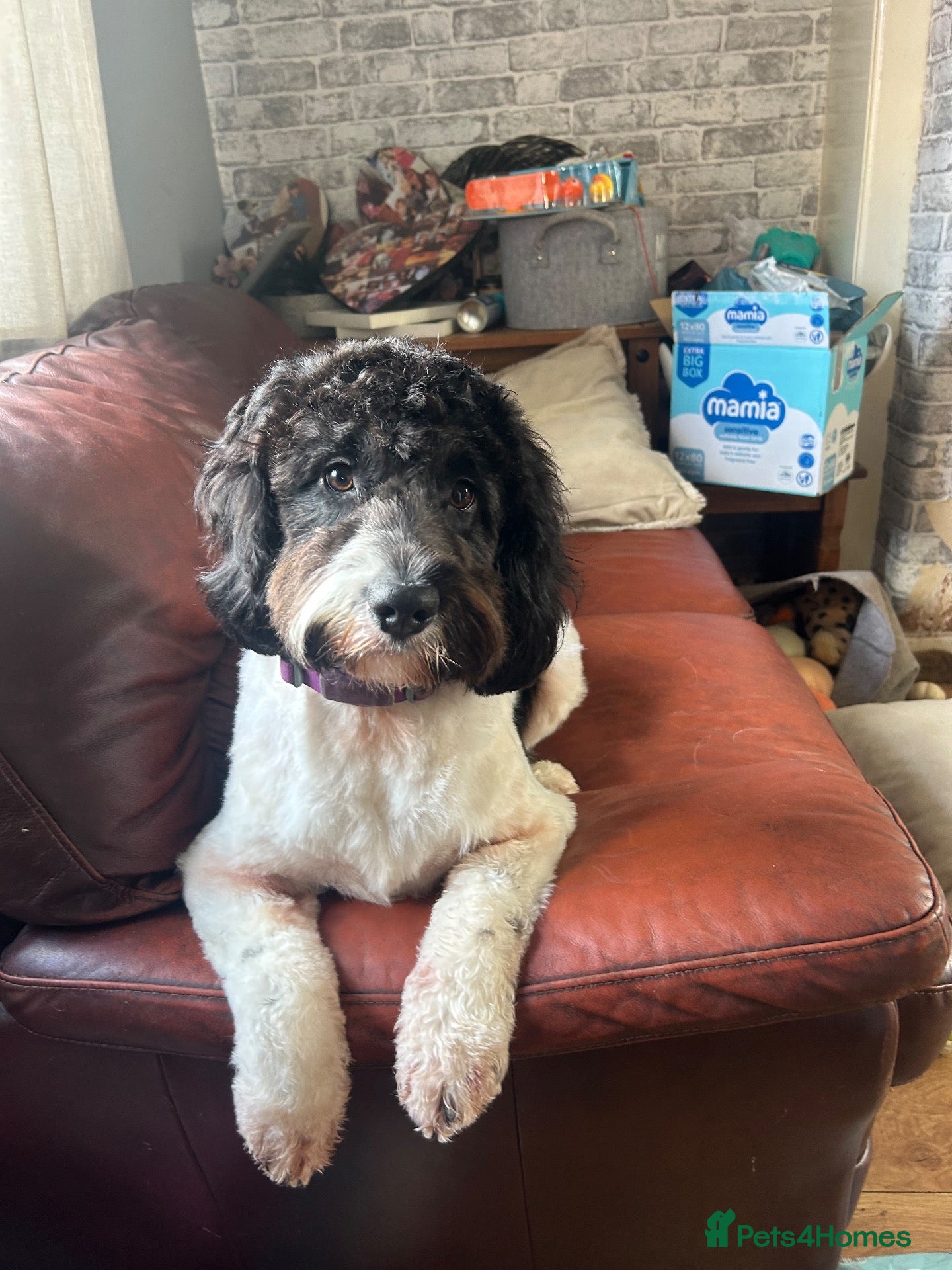 Mixed Breed dogs beautiful female cockapoo x springer spaniel - Advert 2