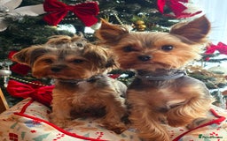 Yorkshire Terrier dogs for sale: Miniature yorkshire terrier puppy - Advert 5