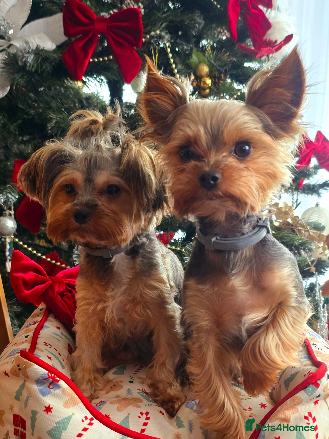 Yorkshire Terrier dogs for sale: Miniature yorkshire terrier puppy - Advert 5