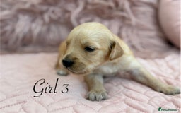Golden Retriever dogs for sale: Beautiful GR Puppies – No Expense Spared! - Image 16
