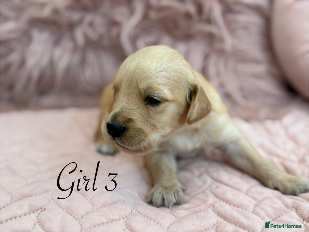 Golden Retriever dogs for sale: Beautiful GR Puppies – No Expense Spared! - Image 16