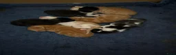 Mixed Breed cats for sale: 7 Adorable kittens ready for their furever home - Advert 11