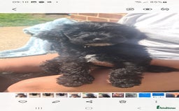 Cockapoo dogs for sale: cockapoos - Image 18