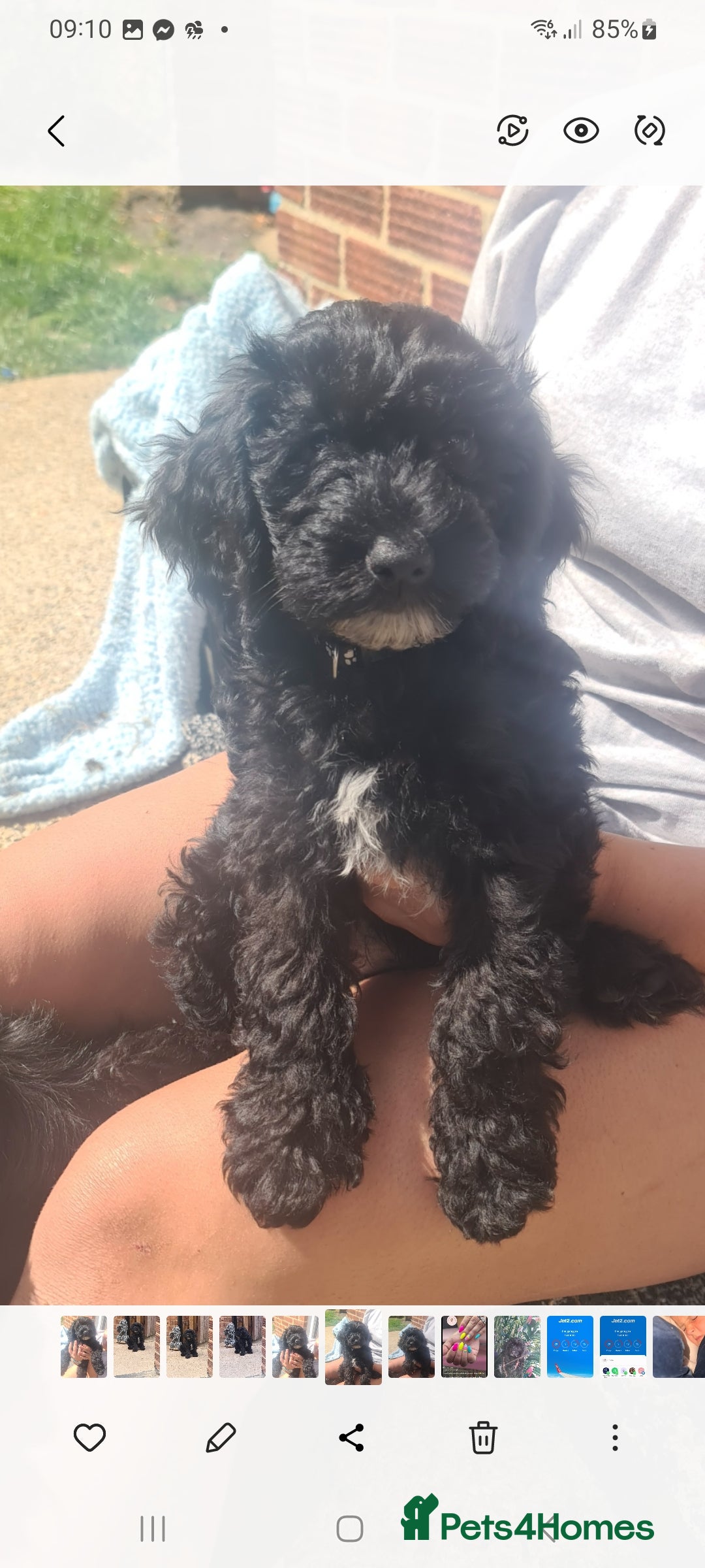 Cockapoo dogs for sale: cockapoos - Image 18