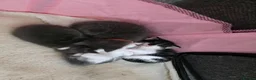 Mixed Breed cats for sale: Maine Coon x Oriental Mix - Advert 9