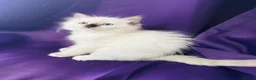 Ragdoll cats for sale: GCCF registered Ragdolls - Advert 8