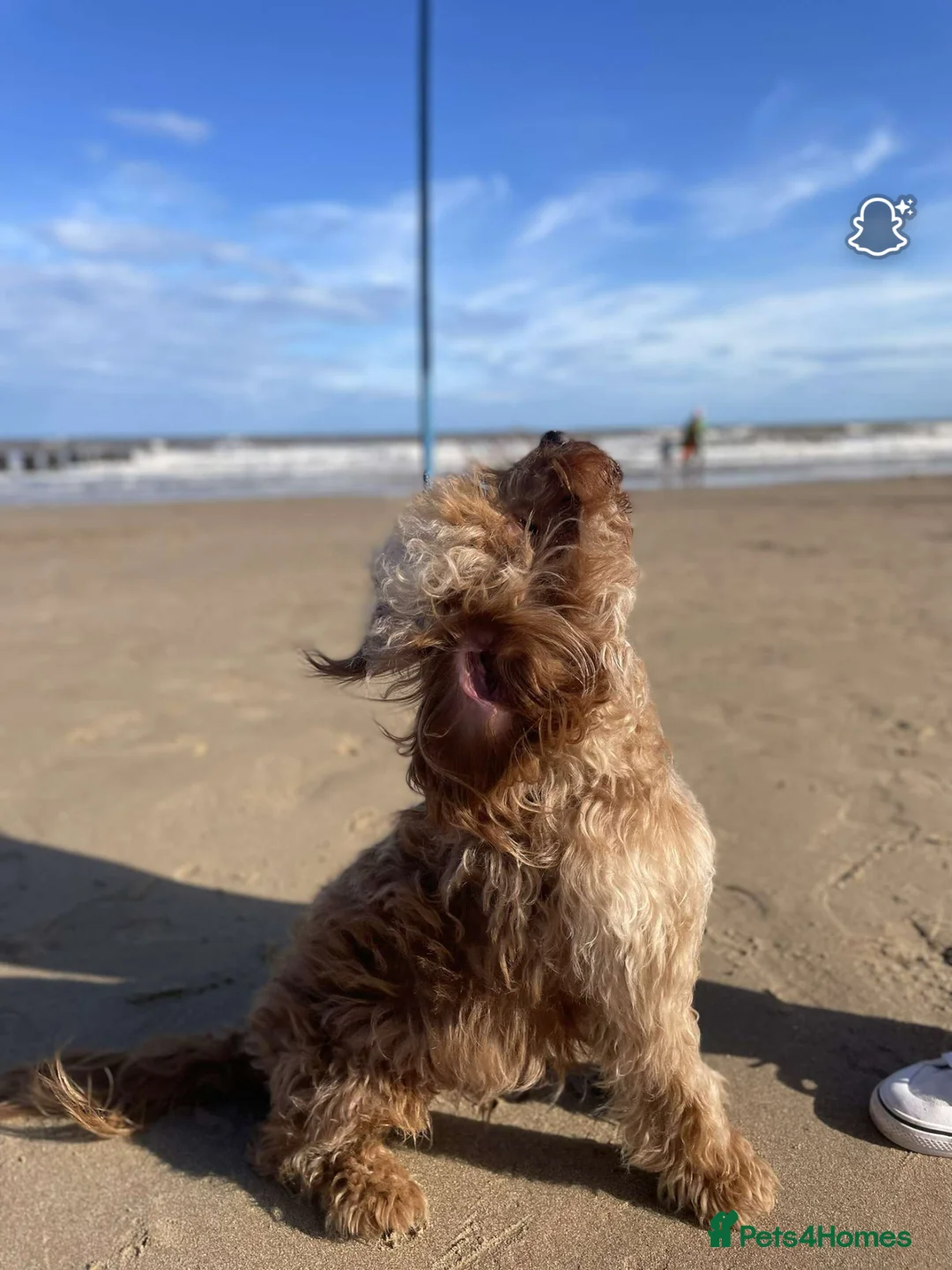 Cockapoo dogs for sale: **STUNNING F2 COCKAPOO PUPPIES** - Advert 2