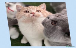 British Shorthair cats for sale: ⭐️Beautiful GCCF British Shorthair Male kitten - Image 3