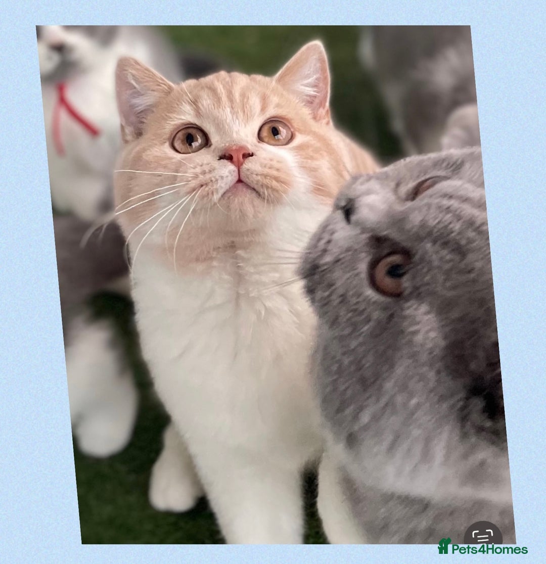 British Shorthair cats for sale: ⭐️Beautiful GCCF British Shorthair Male kitten - Image 3
