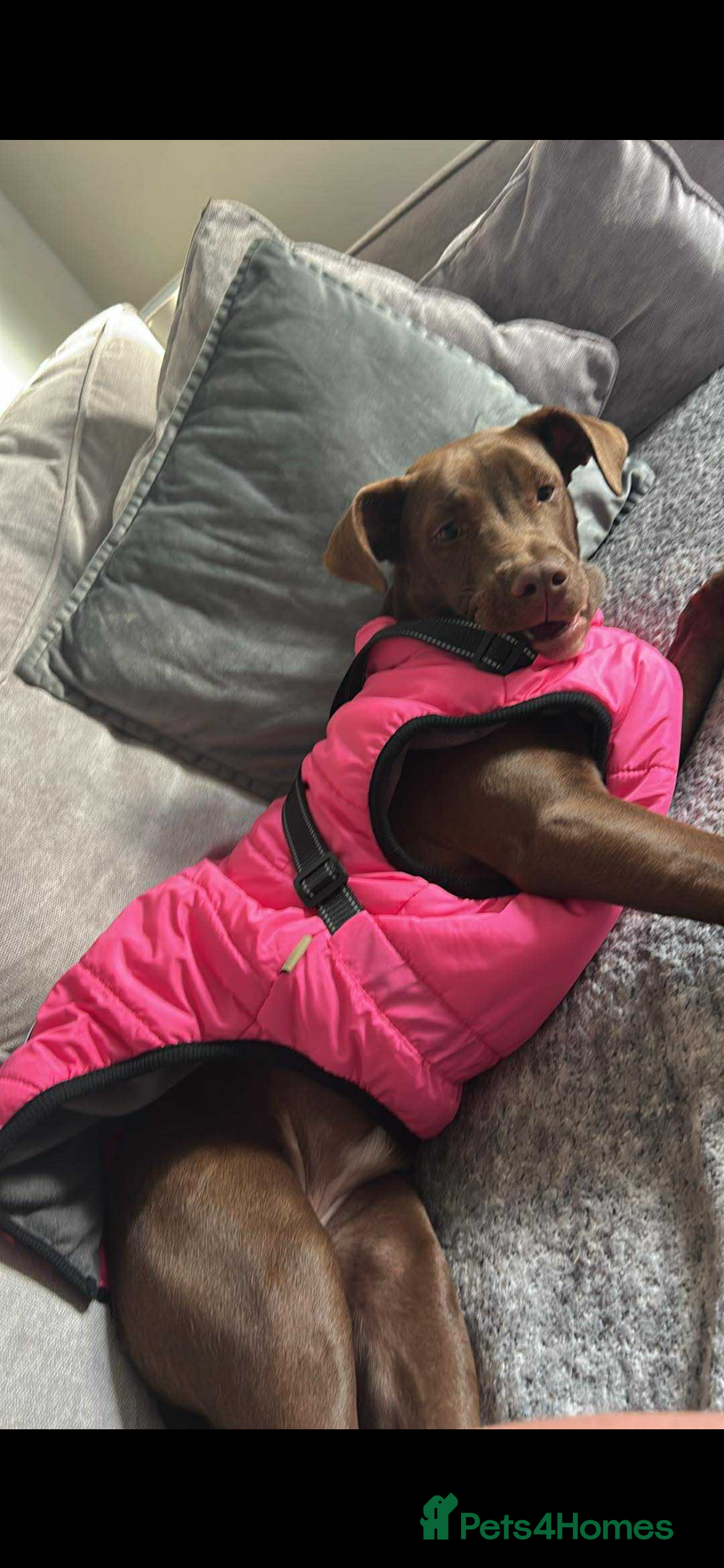 Mixed Breed dogs Nellie - Advert 15