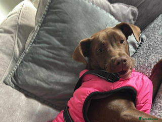 Mixed Breed dogs Nellie - Advert 1