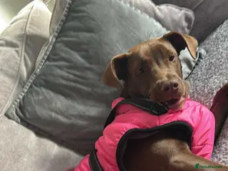 Mixed Breed dogs Nellie - Advert 9