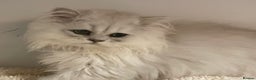 Persian cats for sale: Silver Chinchilla Persians Available! - Advert 11