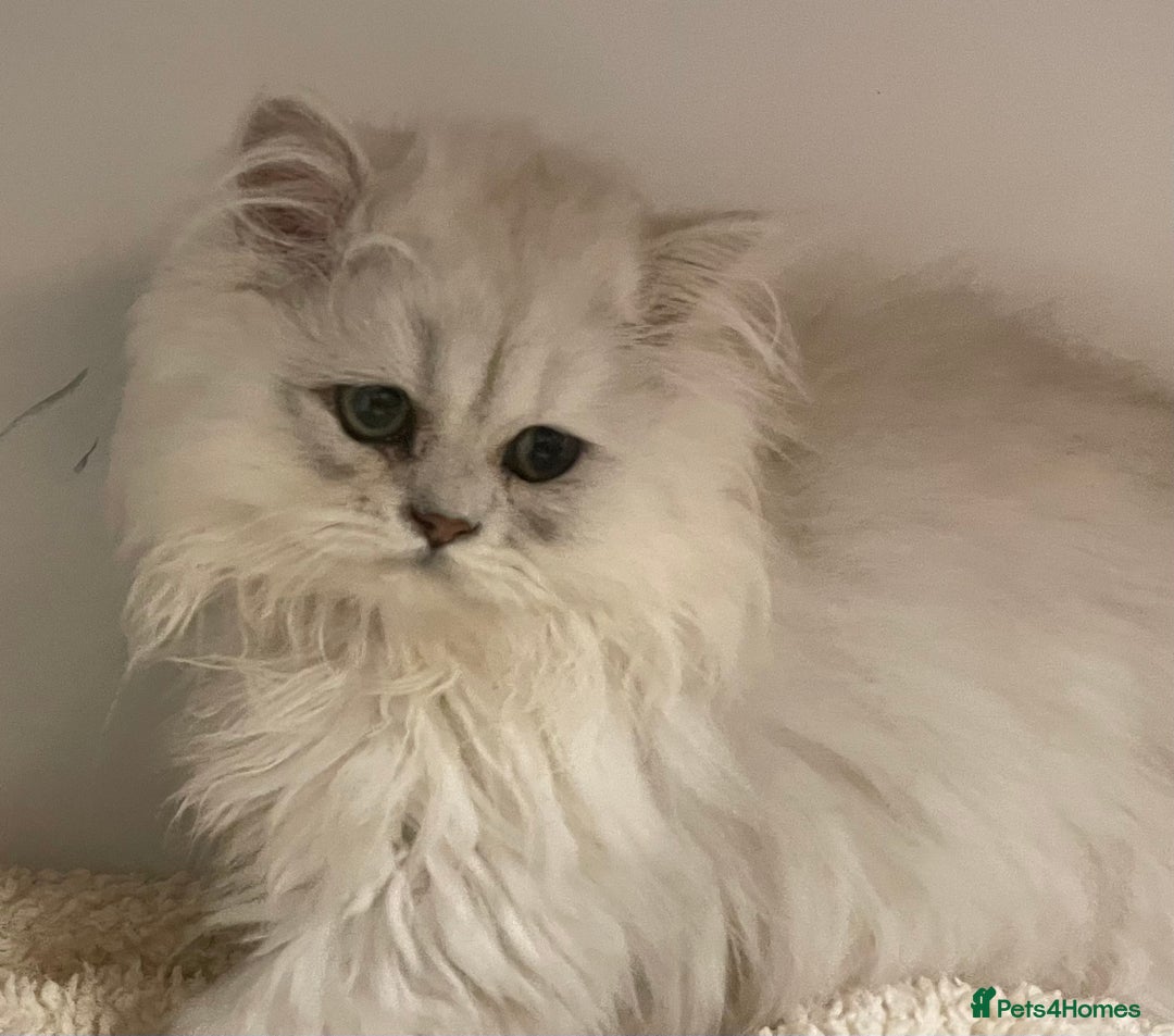 Persian cats for sale: Silver Chinchilla Persians Available! - Image 11
