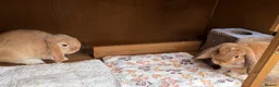 Mini Lop rabbits for sale: 2 mini lops 15 weeks male and female  in Loughborough - Advert 1