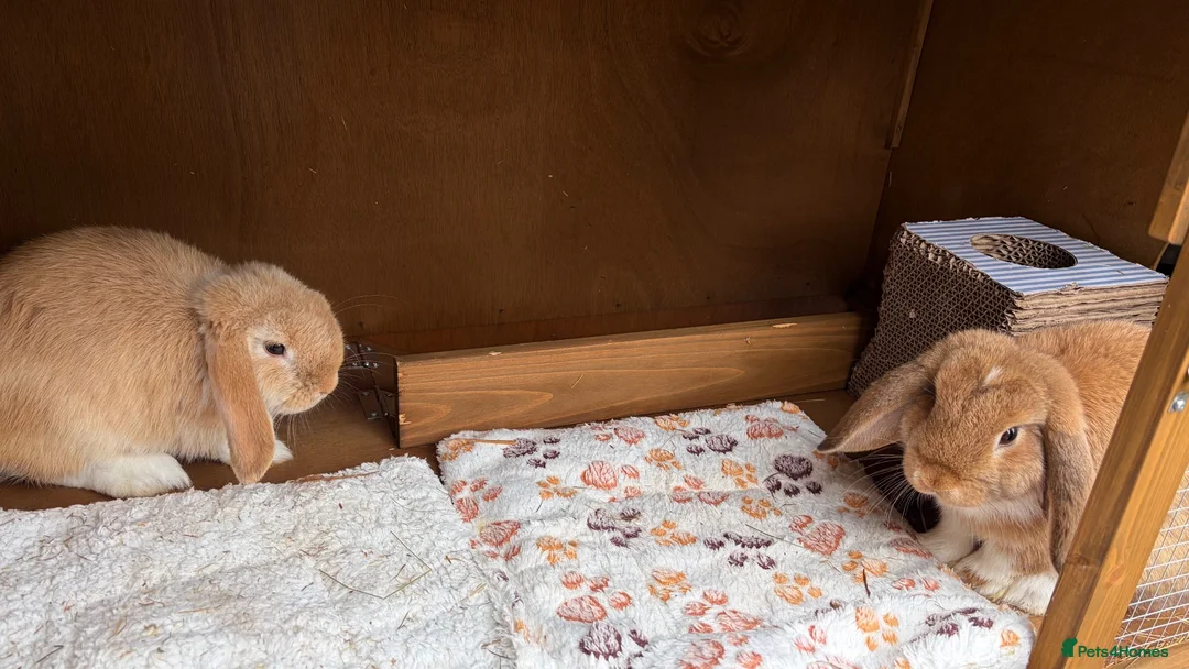 Mini Lop rabbits for sale: 2 mini lops 15 weeks male and female  in Loughborough - Advert 1
