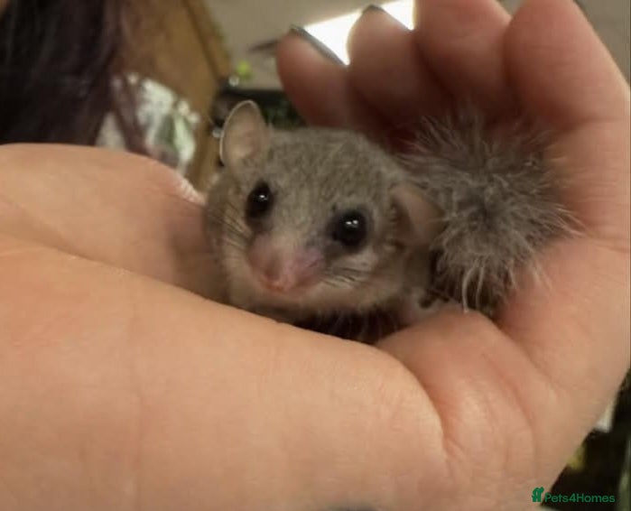 Mouse rodents Pygmy dormouse for sale - Advert 2