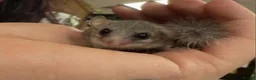 Mouse rodents for sale: Pygmy dormouse for sale - Advert 1