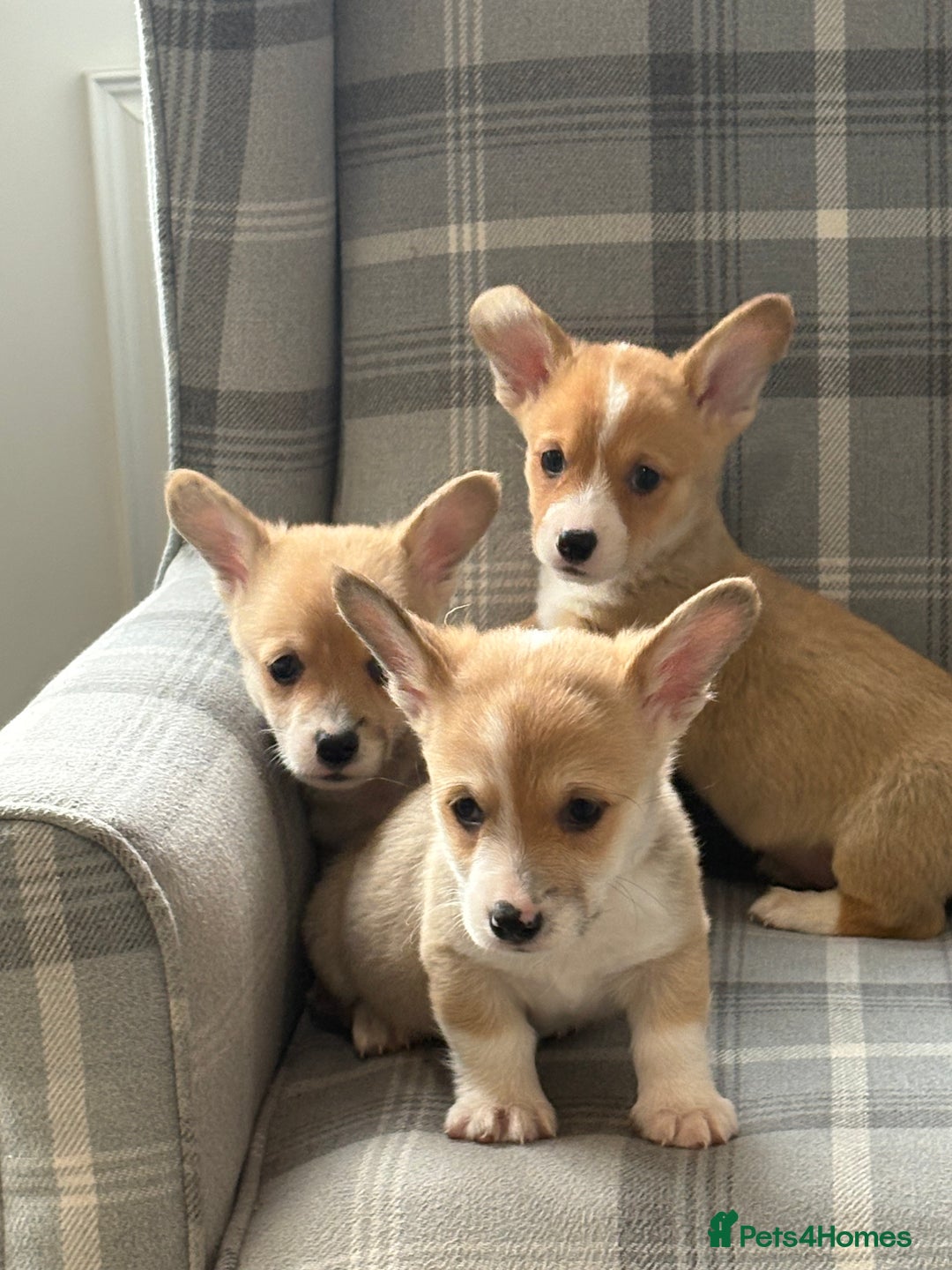 Welsh Corgi Pembroke dogs for sale: Top quality corgi puppies  - Advert 20