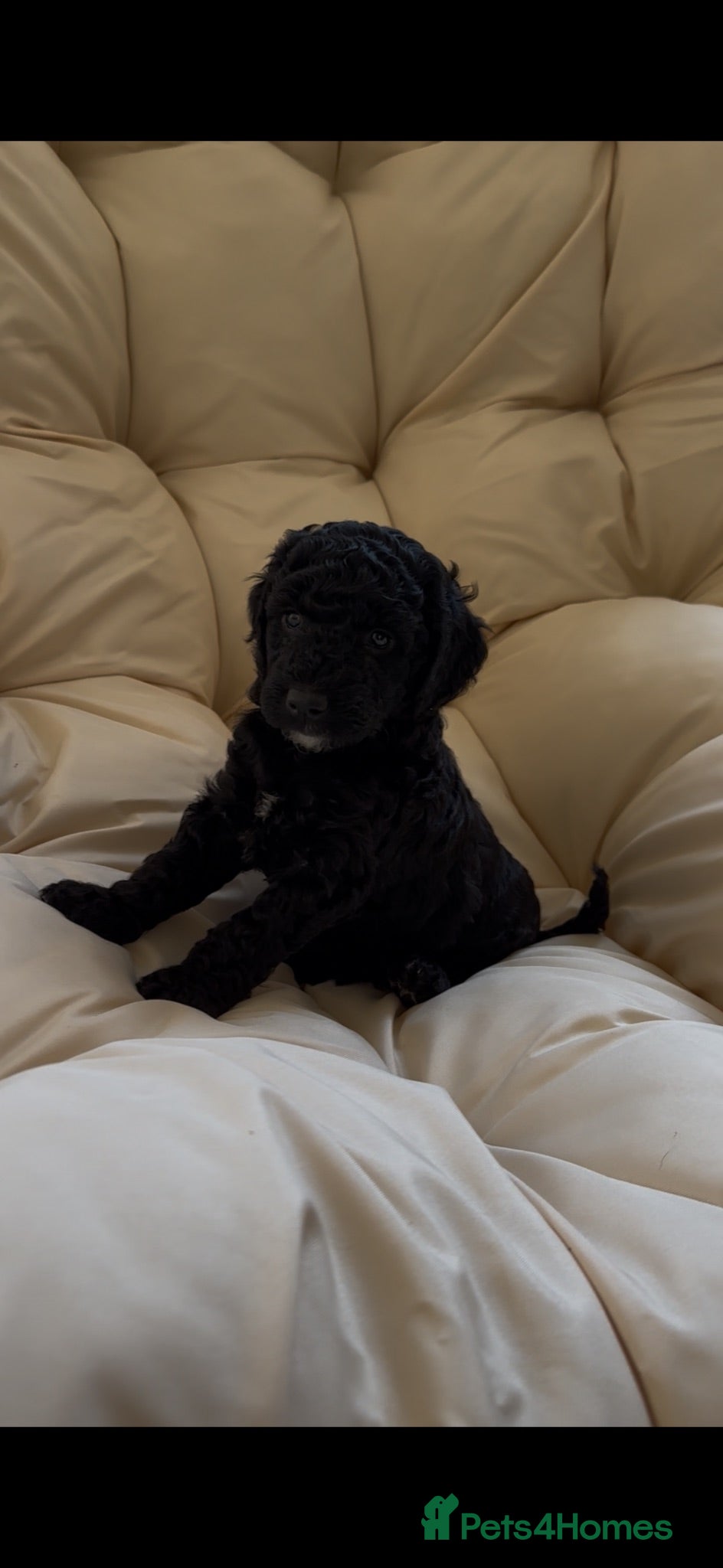 Labradoodle dogs Mini Labradoodle puppy’s  - Advert 2