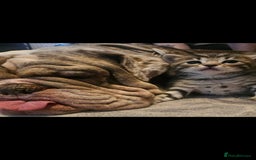 Mixed Breed cats for sale: Bengal cross kittens. 4 left!!! - Image 23