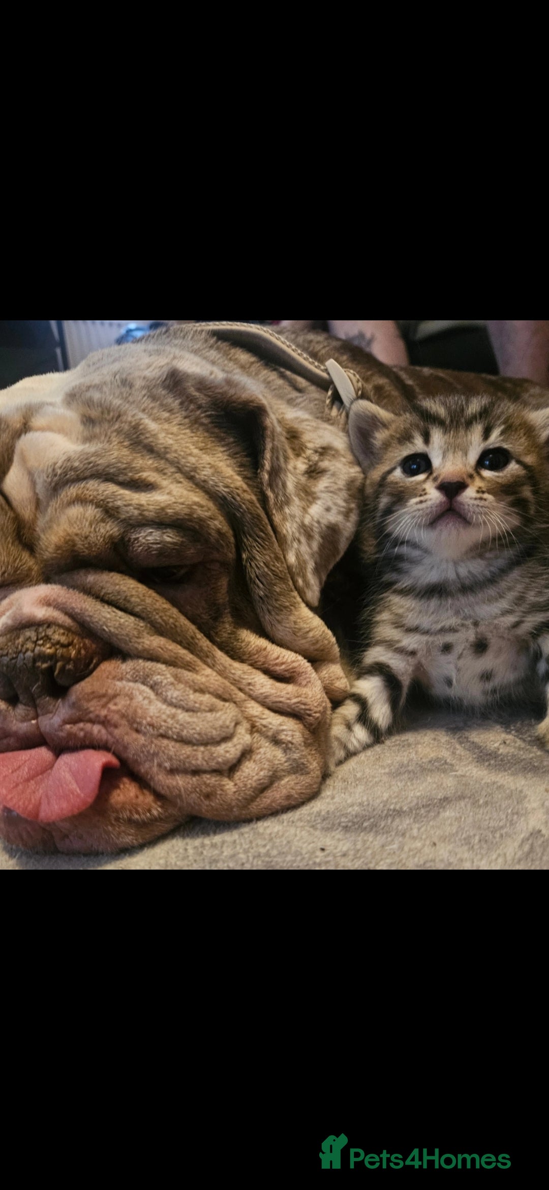 Mixed Breed cats for sale: Bengal cross kittens. 4 left!!! - Image 23