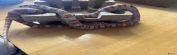 Corn Snake reptiles for sale: 4 year old corn snake  - Advert 2
