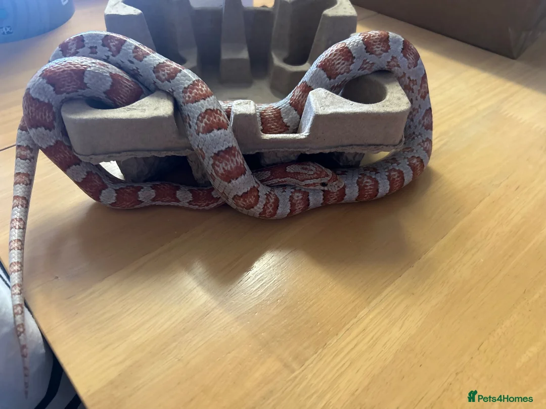 Corn Snake reptiles for sale: 4 year old corn snake  - Advert 2