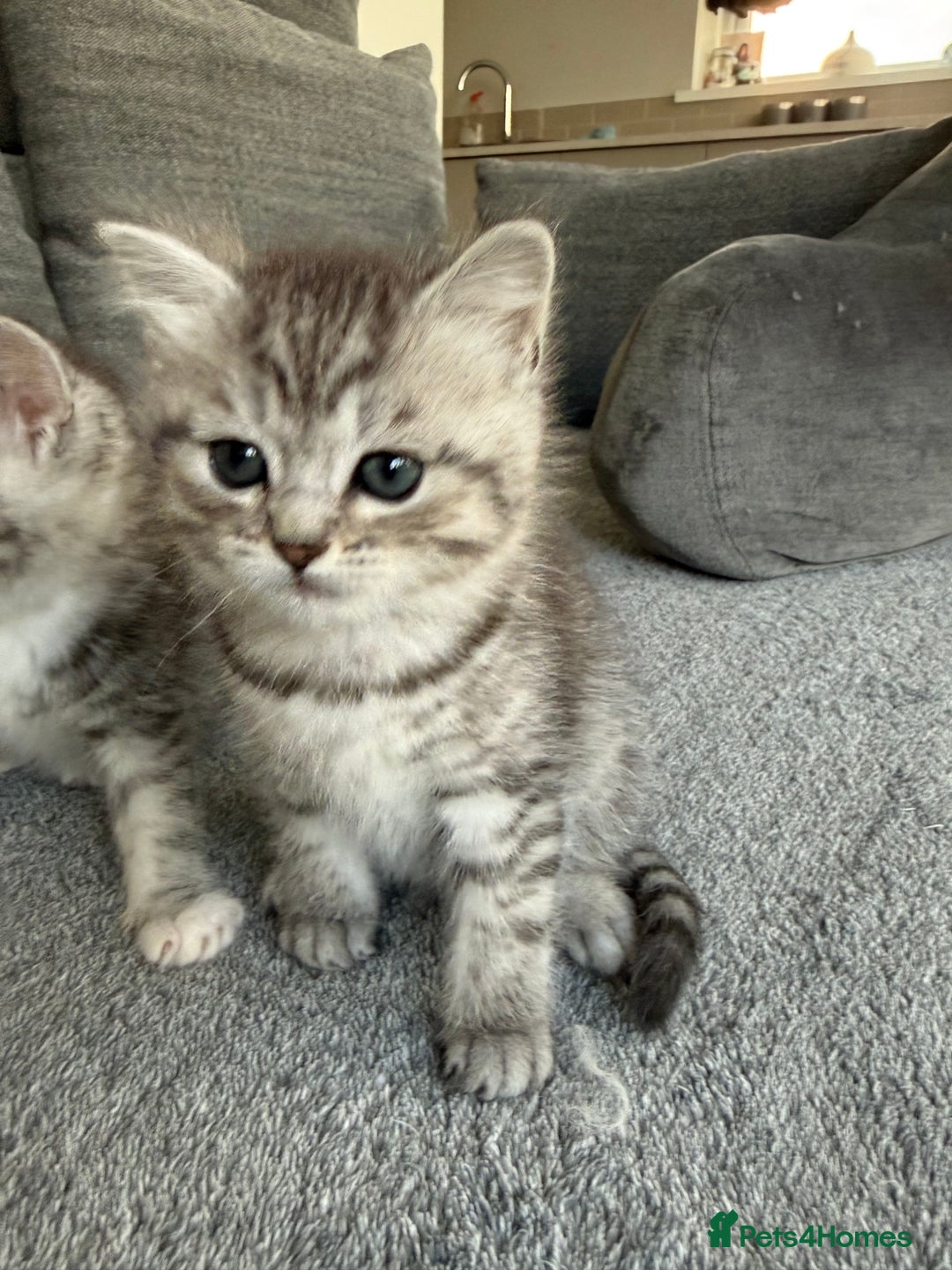 Mixed Breed cats for sale: Kittens for sale  - Advert 4