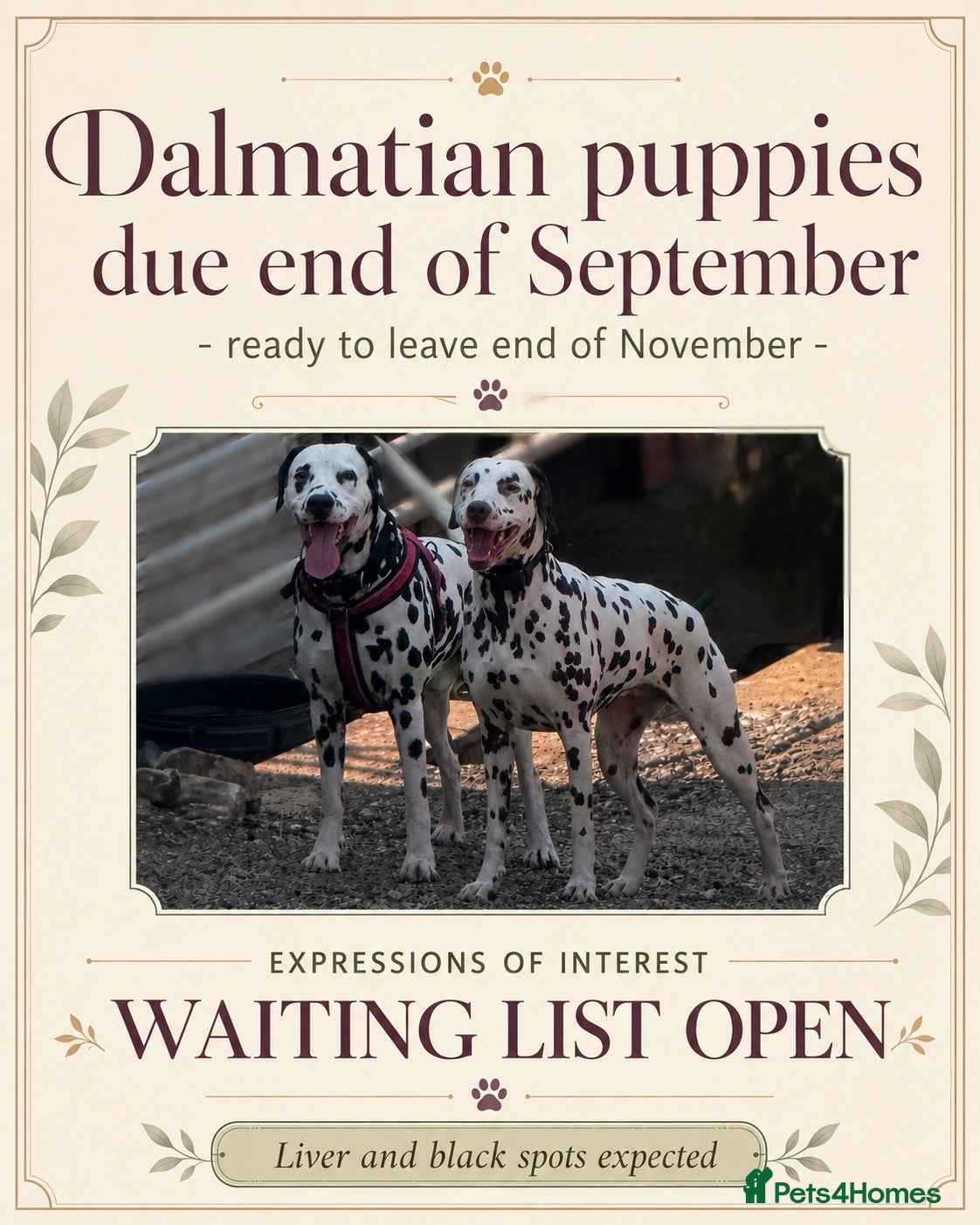 Dalmatian dogs WAITING LIST NOW OPEN 🐾💫 - Advert 1